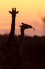 Behaviour banner - Timo Beke .jpg