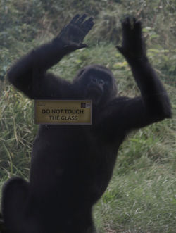 2 -JUST HEARD ABOUT HOGAN