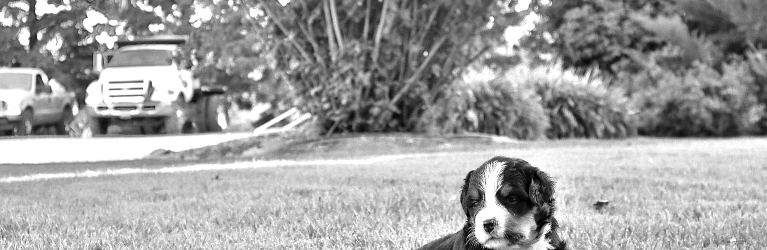 Bernese Mountain Dog Puppies for sale near me