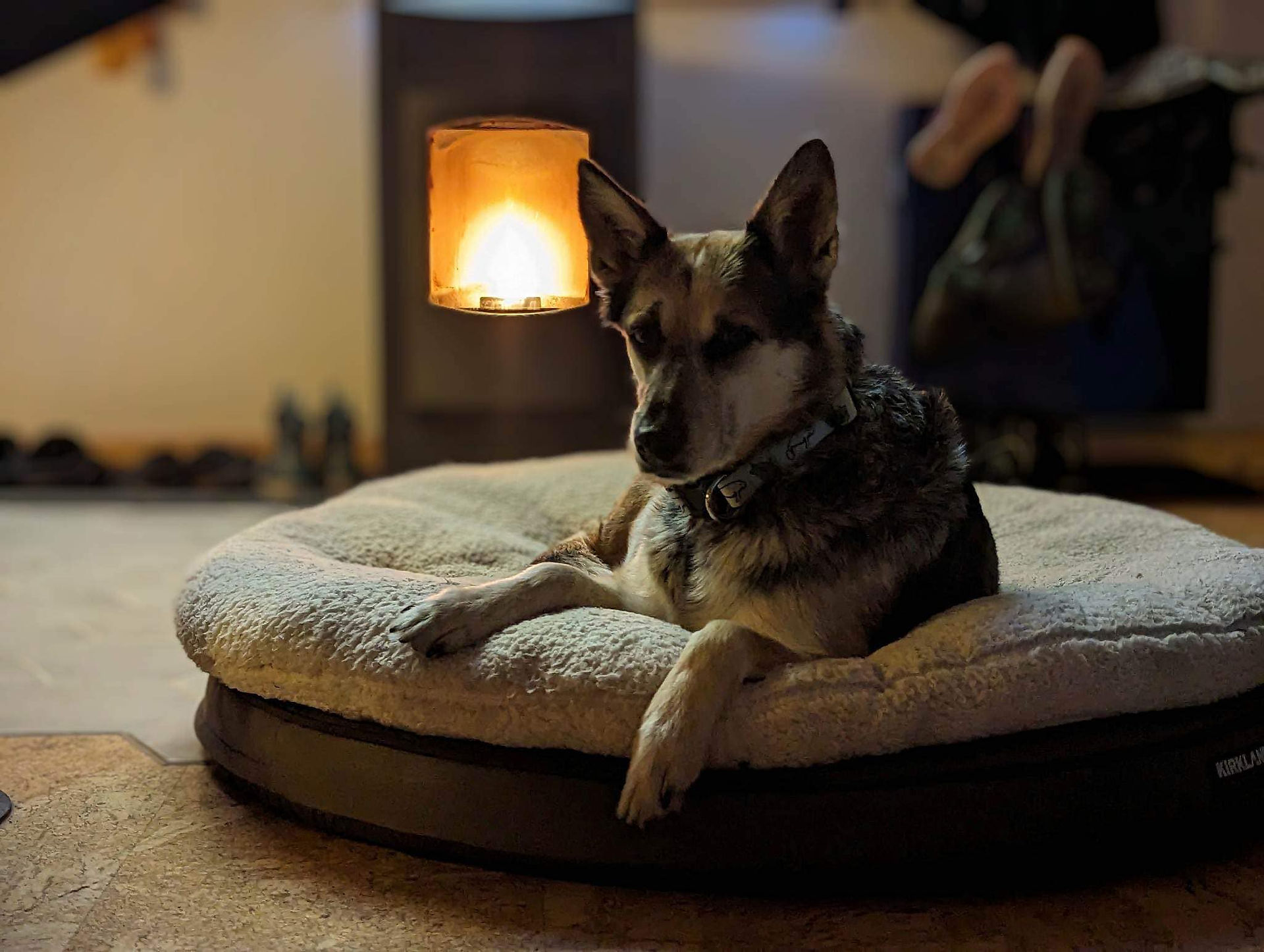 A dog in front of a woodstove