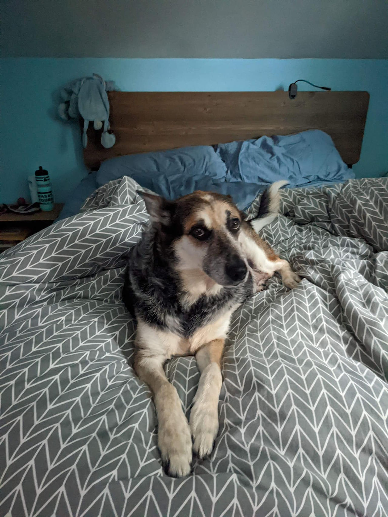 A dog on a bed