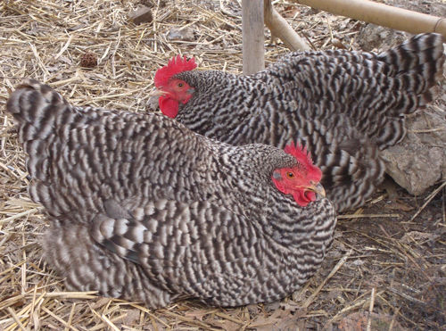 Barred Rock