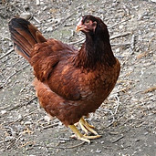 Buckeye-Hen.jpg