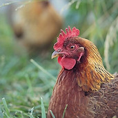 Welsummer-Chicken-Roaming - Copy.jpg