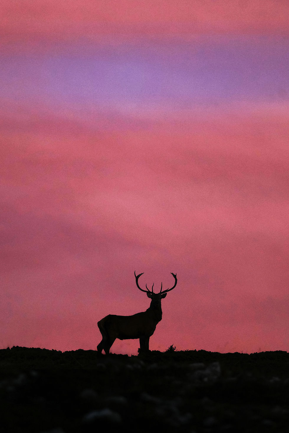 Deer | Abruzzo, Italy (2025)