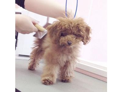 トリミング🐶