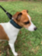 Thumbnail: BigDog Martingale: Turquoise and Gold