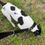 Thumbnail: Traffic Lead, Short Leash