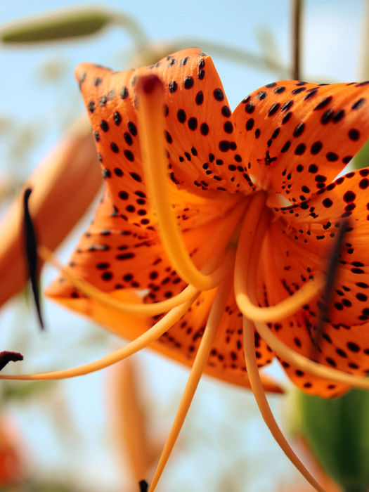 Tiger Lily Flower Closeup, Salem Botanical Gardens, Nature Photography by Sarah Ruth Frey Creative Studio