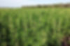 Hemp pic #2.jpg