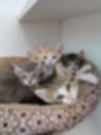Adoptable Cats and Kittens in an animal shelter All paws count, Utah