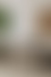 Top Trends in Transitional Organic Modern Interior Design