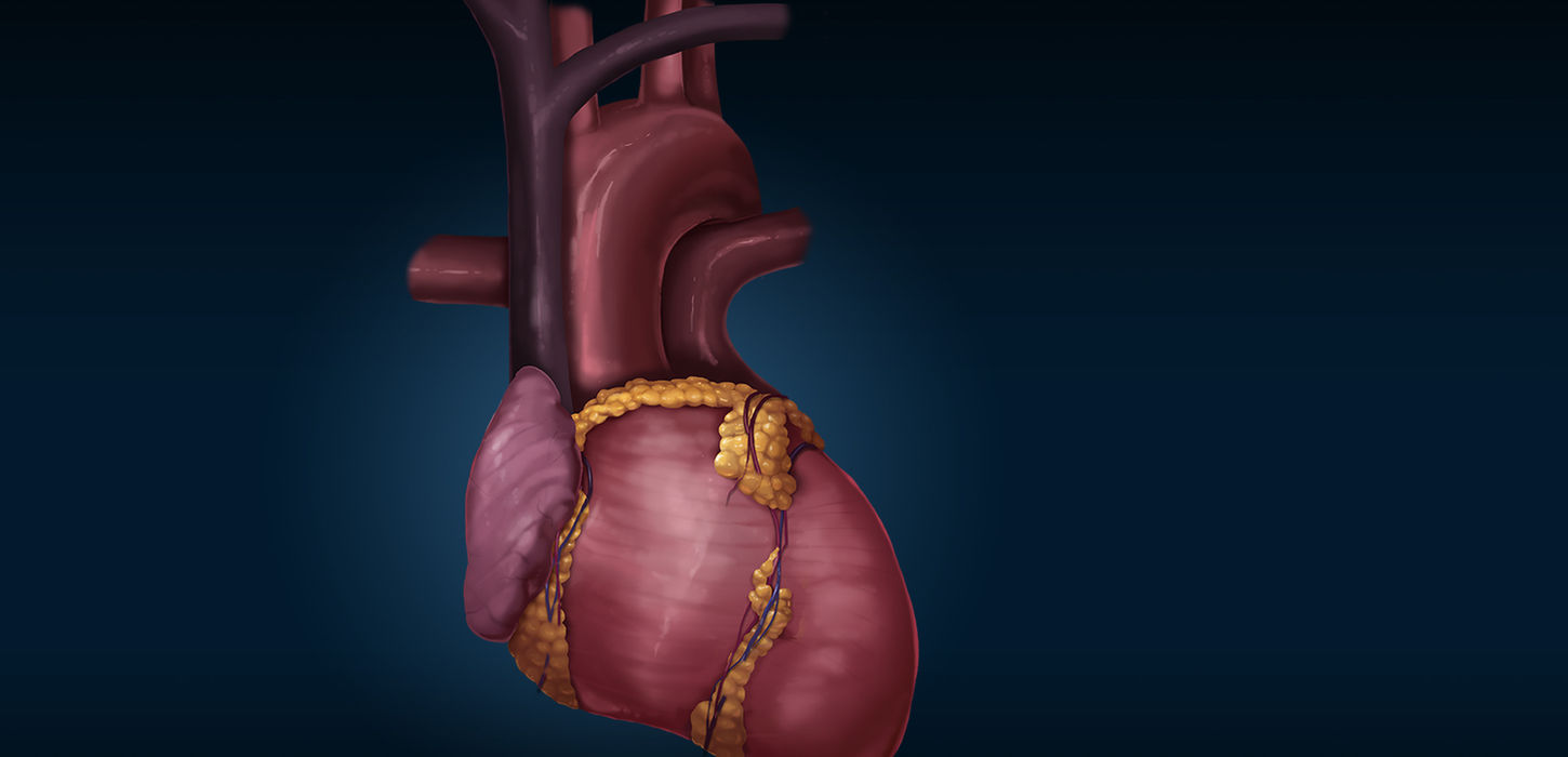 Human heart anatomical illustration