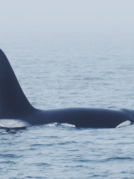Mis datos curiosos sobre las ballenas orca