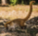 tejon,vallazoo, reserva.jpg