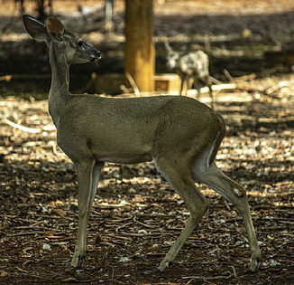 venado cola blanca,vallazoo, reserva.jpg