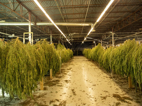 Hemp Cultivation Data Now Easy to Capture and Share with Innovative Tech Solution
