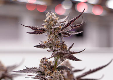 IMG_8415 no logo.jpg