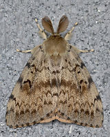 LDD_Gypsy_Moth_Lymantria_dispar_-_Guelph_Ontario_2016-08-01_02-768x960.jpg