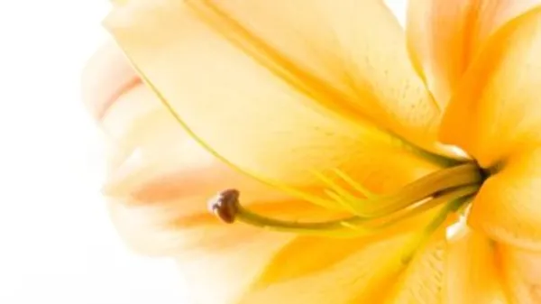 Monday Morning Mindful Compassion Practice