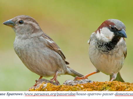 Bạn Biết Gì Về Chim Sẻ - Sparrows?