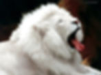 Our Mascot