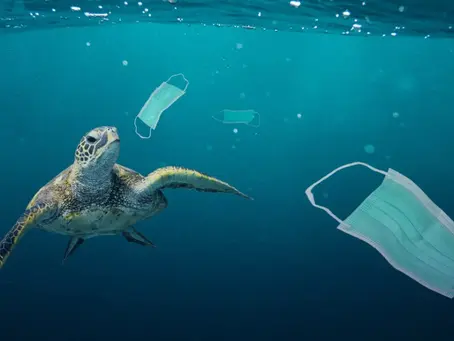 The Silent Crisis: Ocean Pollution and Its Devastating Effects
