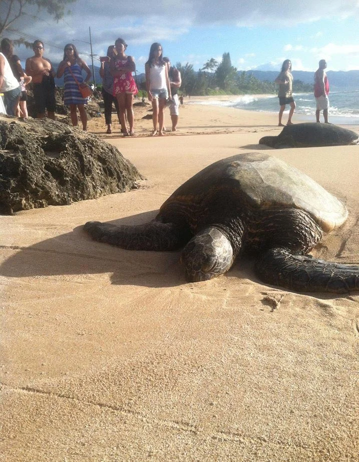 Giant turtles on the beach