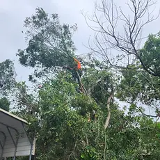 residental_tree_trimming_and_tree_removal__21__c2pa.webp