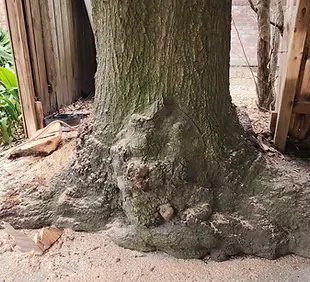 commercial_tree_service_-_apartment_tree_removal_-_close_quarters_drop__14__c2pa.webp