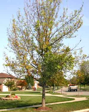 Canopy Thinning (Dieback): 
