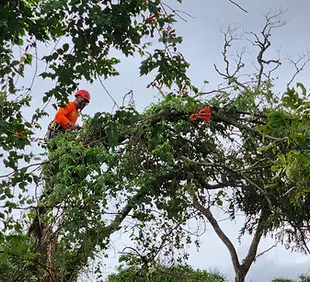 residental_tree_trimming_and_tree_removal__57__c2pa.webp