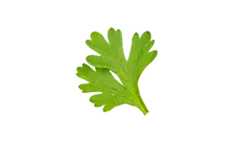 high-definition-of-fresh-green-coriander-leaf-isolated-on-transparent-background-salad-lea
