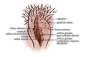 illustration Vulve de profil légendes