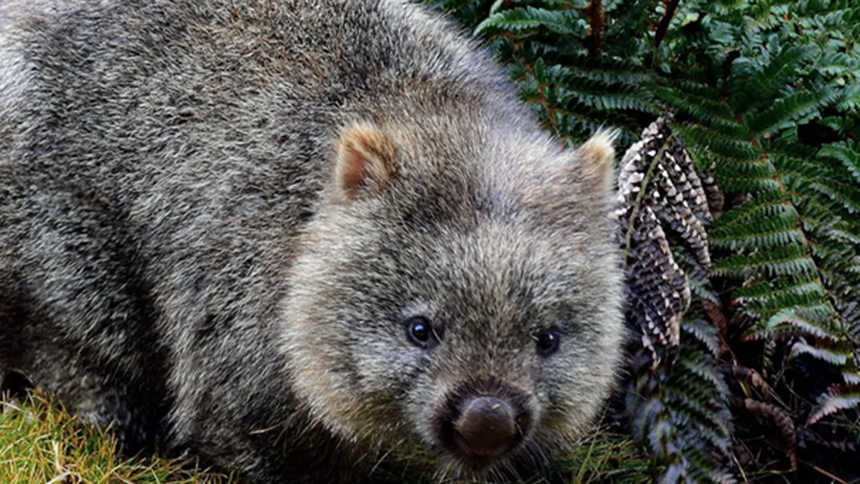 Nat Geo Kids App on the CommBox Store