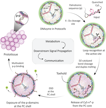DNA Synthtic Cell Protocell