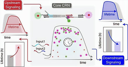 DNA Synthtic Cell Protocell