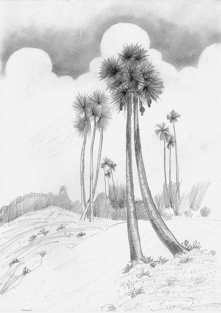 Palm Trees