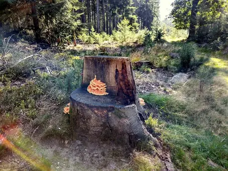 Het bos is een mysterieuze plek vol avonturen en  verhalen.
