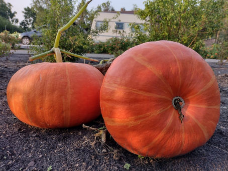                      Waar verbergen de goden de zon?