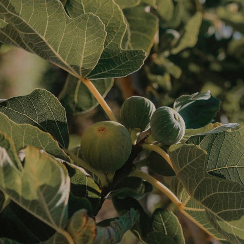 A fig tree under the Mediterranean sun