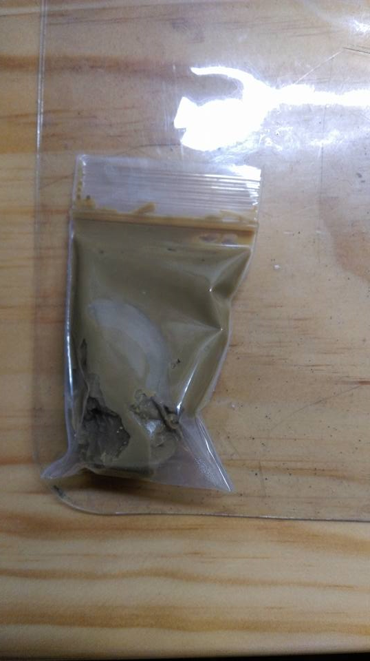 垂柳, 楊柳科