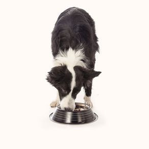 Why does the dog push the food bowl and not eat?
