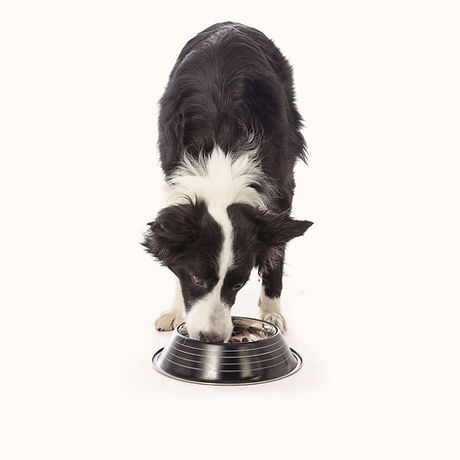 Border collie