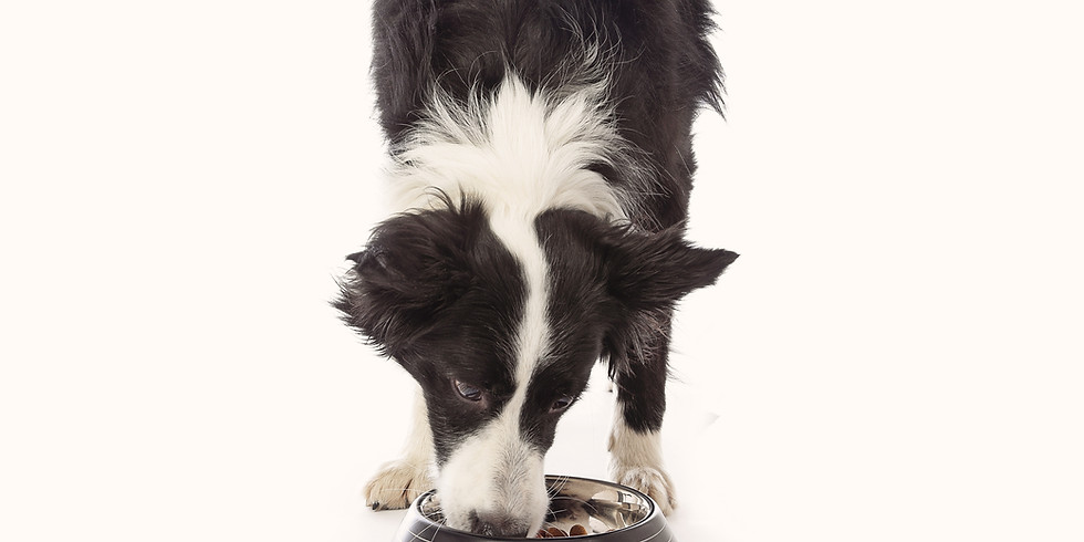 Hundeernährung Grundlagen - was futtert mein Hund?