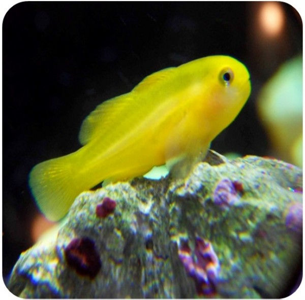 GOBY CORAL YELLOW (Gobiodon okinawae)
