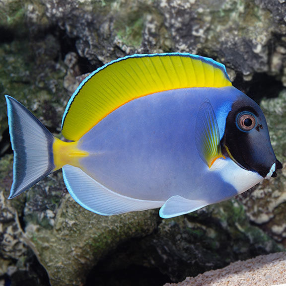 Tang Powder Blue (Acanthurus leucosternon)