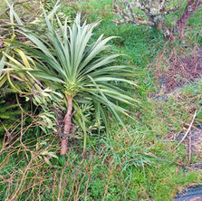 Massacre à la tronçonneuse