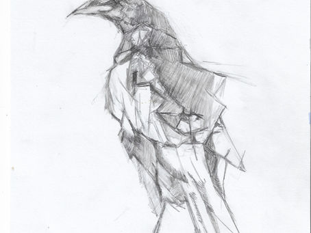 Corvus cornix