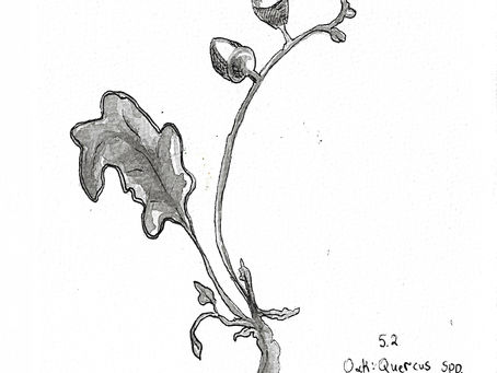 Quercus spp.